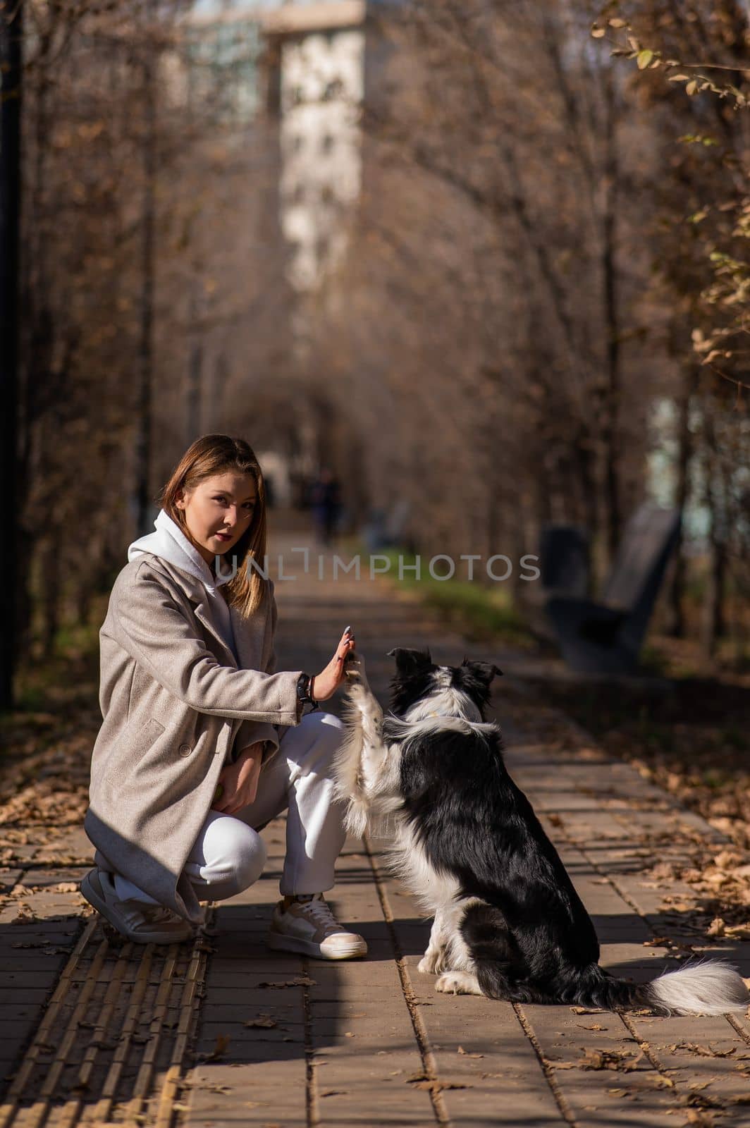 Dog border collie gives high five to the owner on a walk in the autumn park