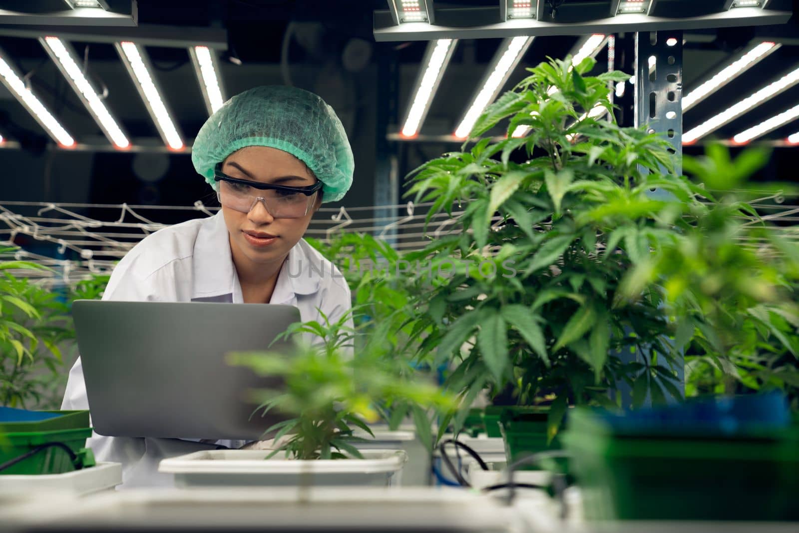 Female scientist wearing disposal cap working with her gratifying cannabis plant by biancoblue