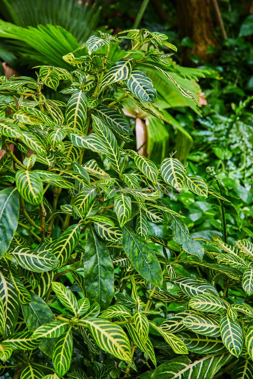 Image of Up close on rainforest ground plants with stripped leaves