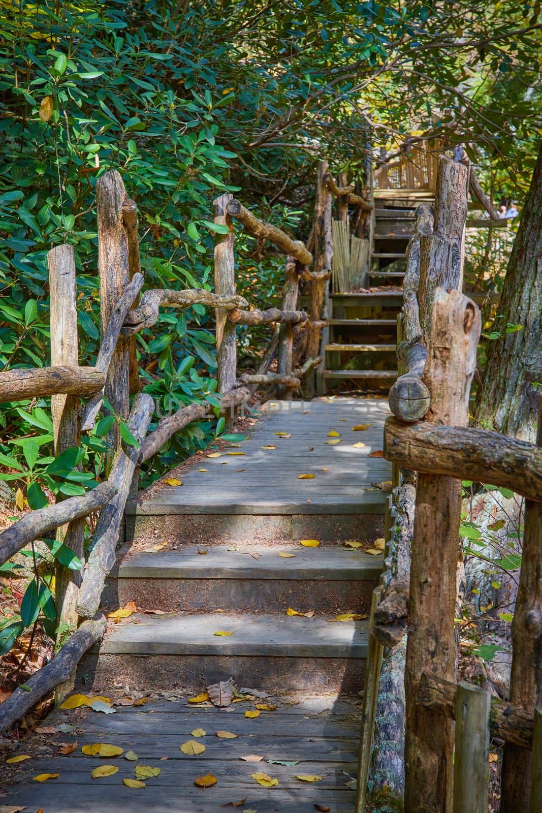 Image of Natural wood railing boardwalk steps going back inti green forest