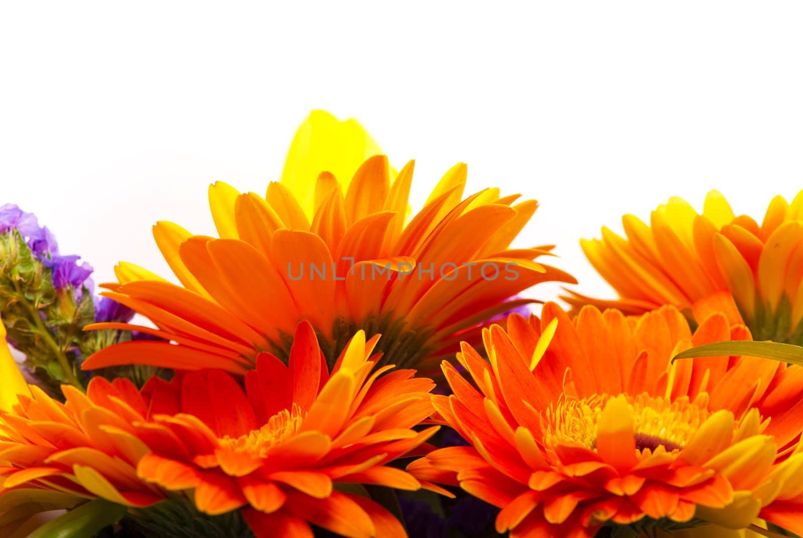 Colored gerber flowers isolated on white background by aprilphoto