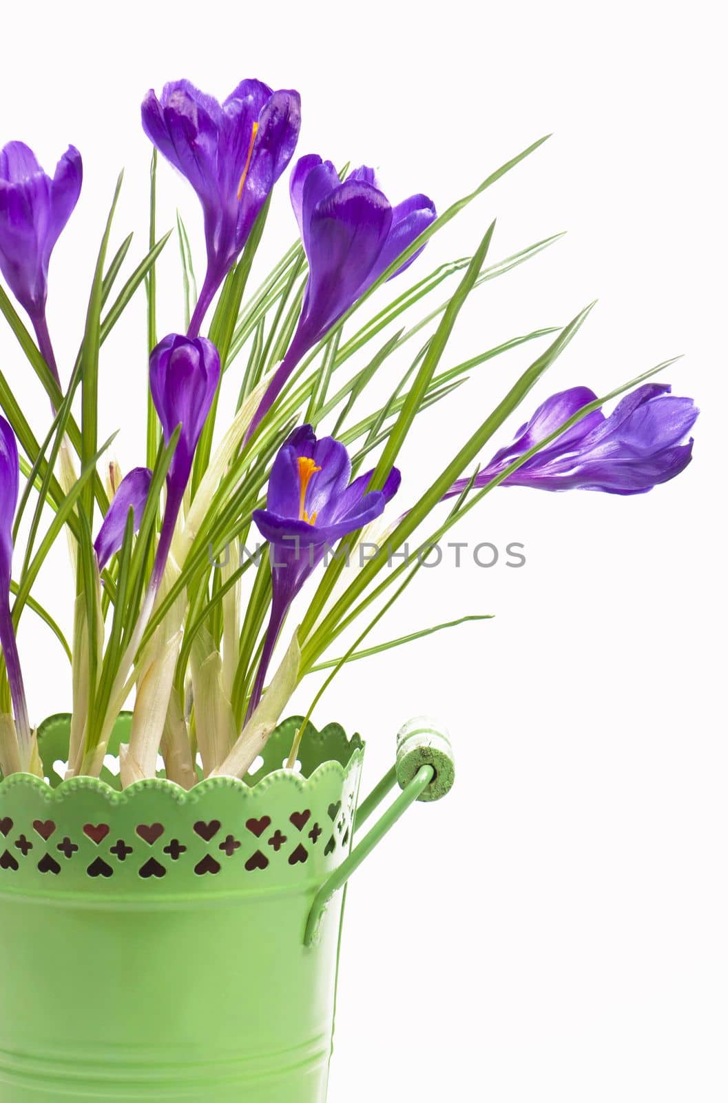 Crocus flower in the spring isolated on white