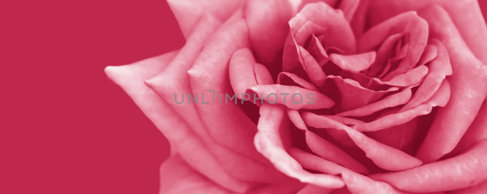 A banner with a spring concept. Yellow-orange roses. A postcard for a woman.Viva Magenta Background color