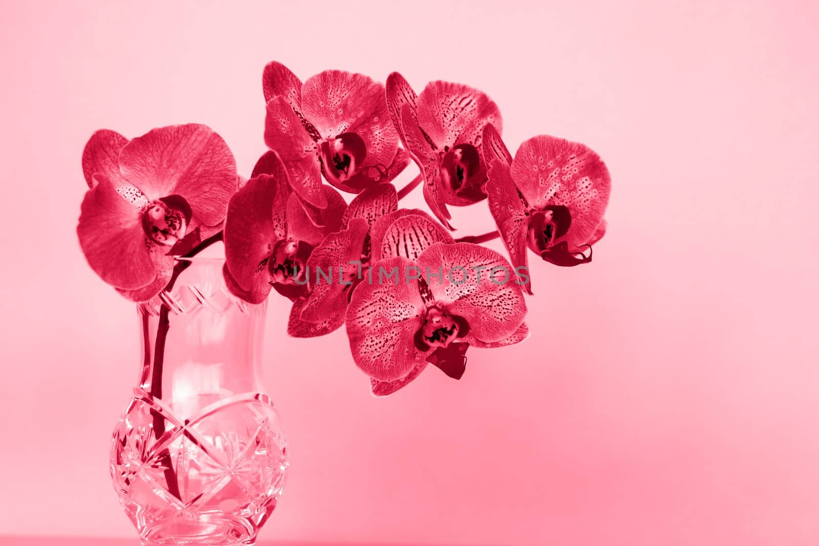 Beautiful orchids in a vase on a pink background. phalaenopsis close-up. Banner, panorama with space for text. Background for the postcard.Viva Magenta Background color
