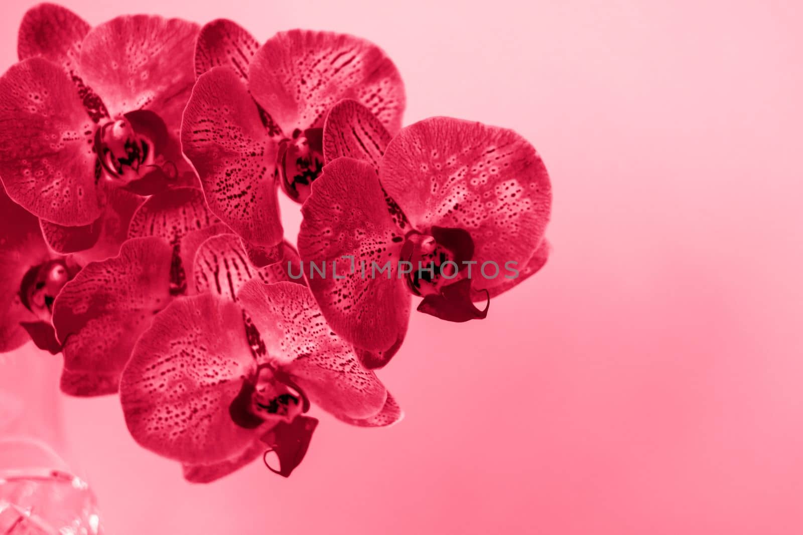 Beautiful orchids in a vase on a pink background. phalaenopsis close-up. Banner, panorama with space for text. Background for the postcard.Viva Magenta Background color