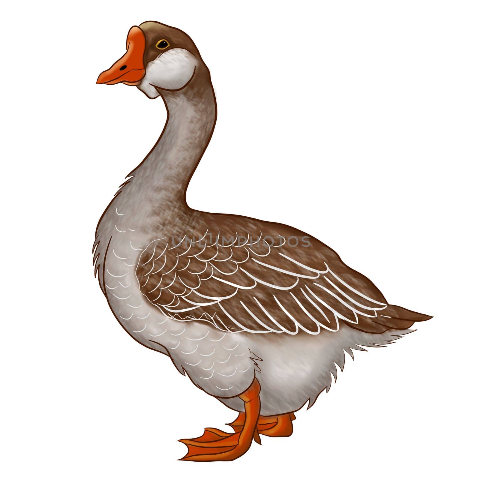 Illustration of a goose on an isolated background. Clip art animals.