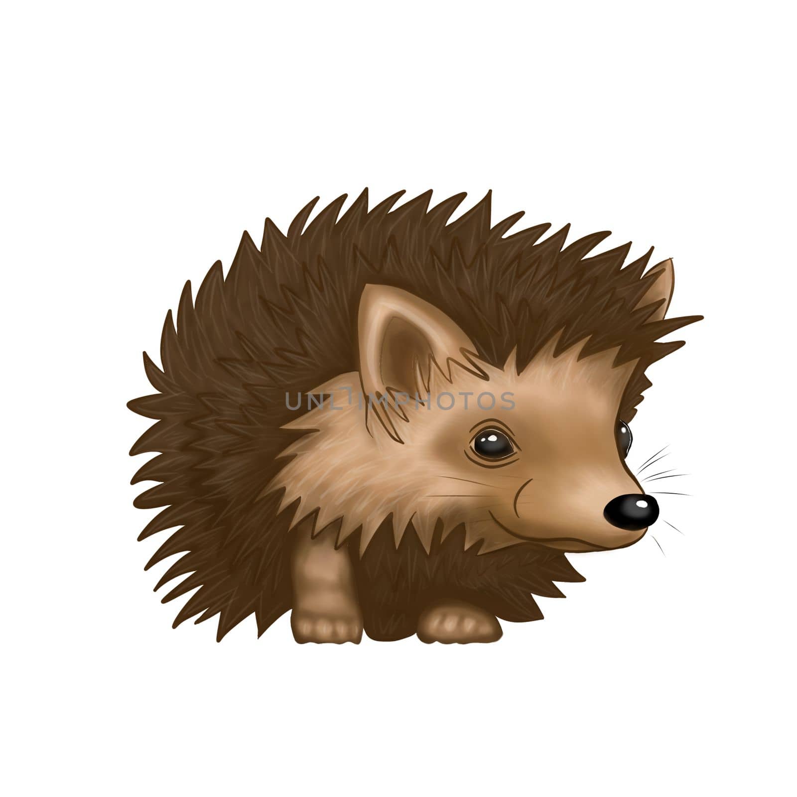 Illustration of a hedgehog on an isolated background. Clip art animals by Alina_Lebed