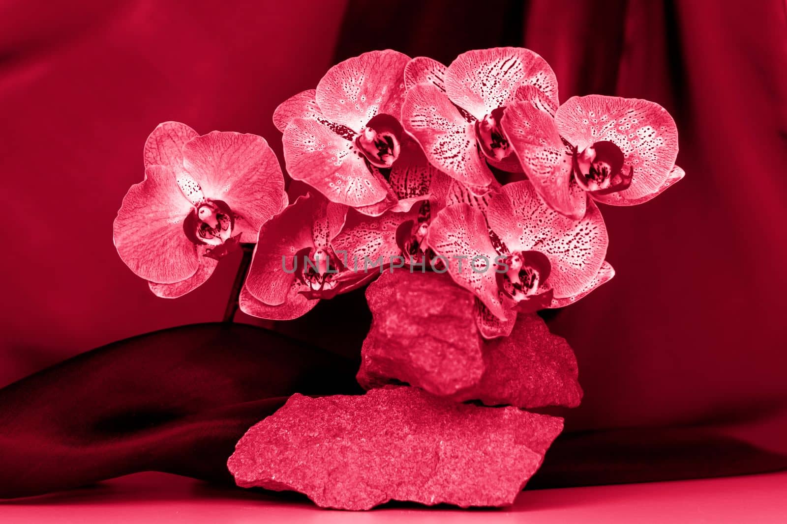 A gentle background for the presentation of cosmetic products. Stones and orchid flowers. Stylish appearance, layout, personality. Banner, a place for the text.Viva Magenta Background color