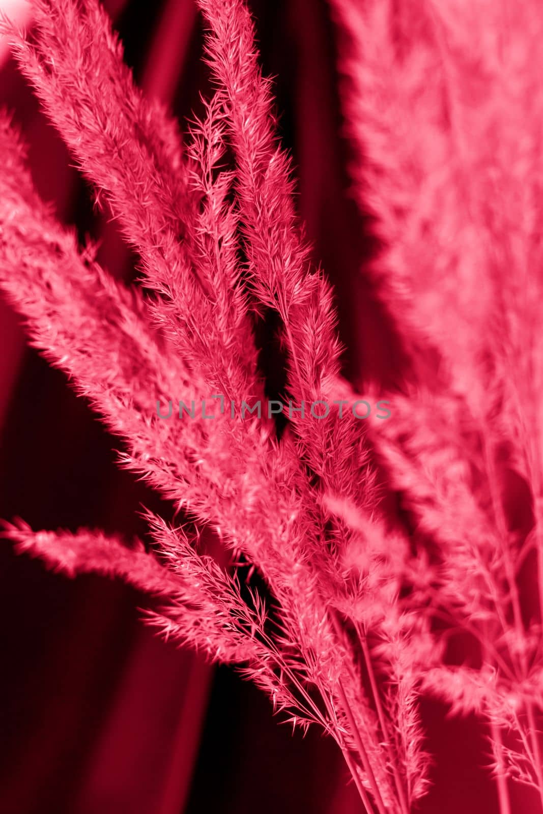 Pampas grass on a colored background. a fluffy twig. Background for advertising and presentation. Selective Focus Viva Magenta Background color