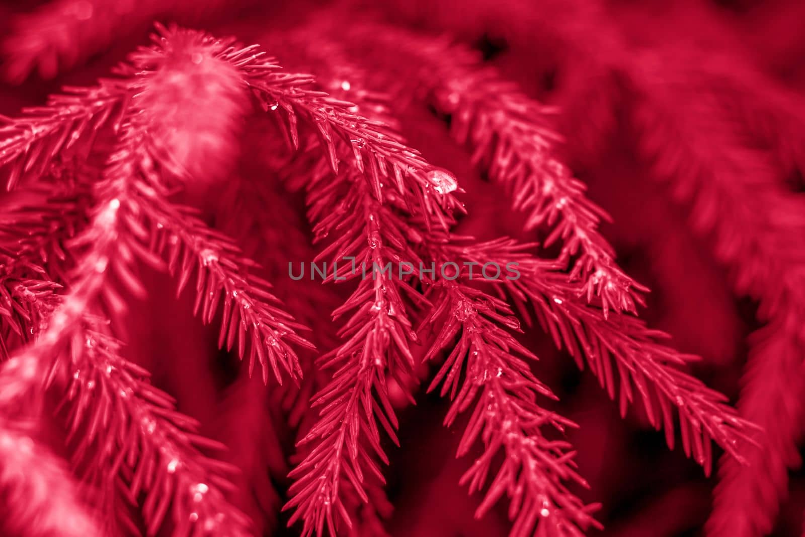 Spruce legs are decorated with raindrops. Spruce background for creative works and presentations. Viva Magenta Background color	