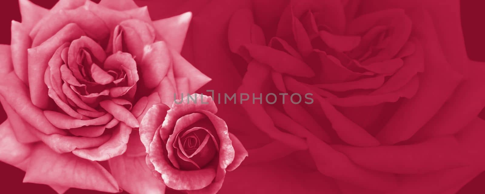 A banner with a spring concept. Yellow-orange roses. A postcard for a woman. Viva Magenta Background color 
