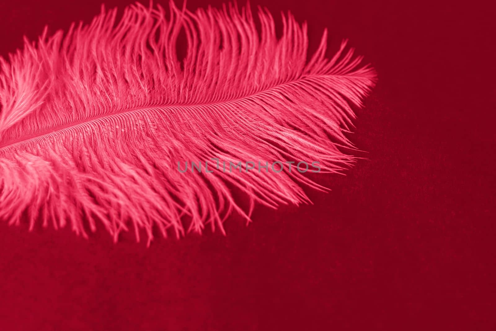 White, large, ostrich feather on a red background. Red background with a pen. Creative, design, design.Viva Magenta Background color