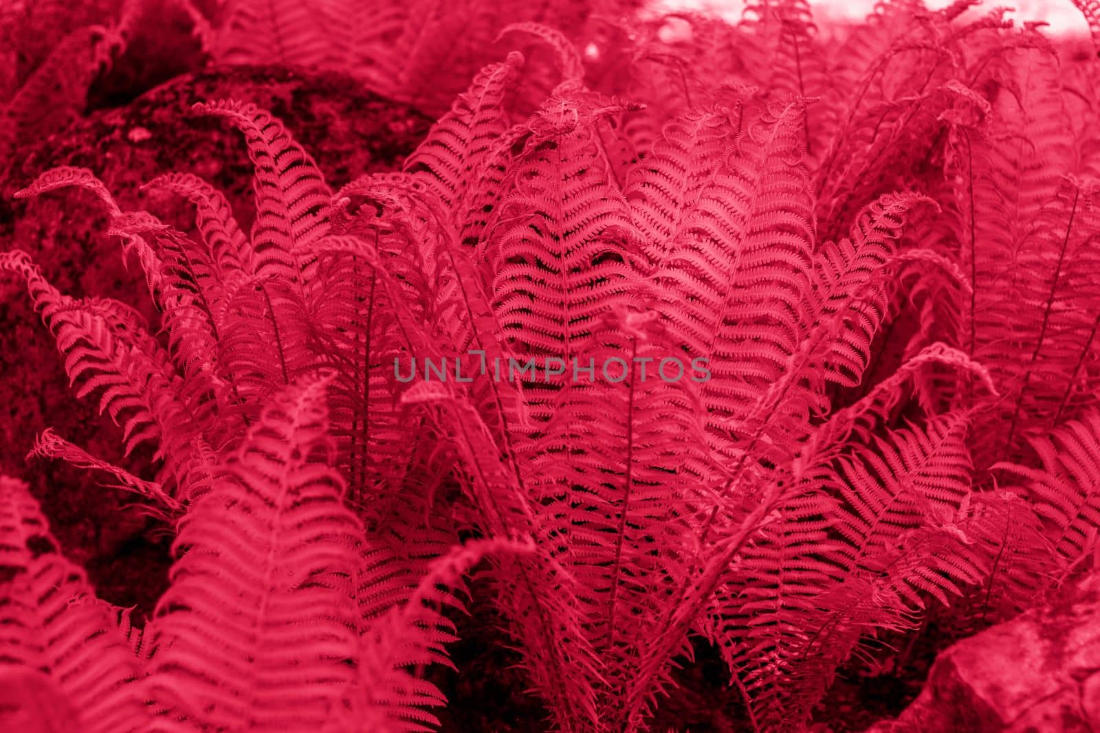 Beautiful juicy fern leaves in the spring park. Green foliage on a sunny day. The background of nature in sunlight. Selective focus. Viva Magenta Background color