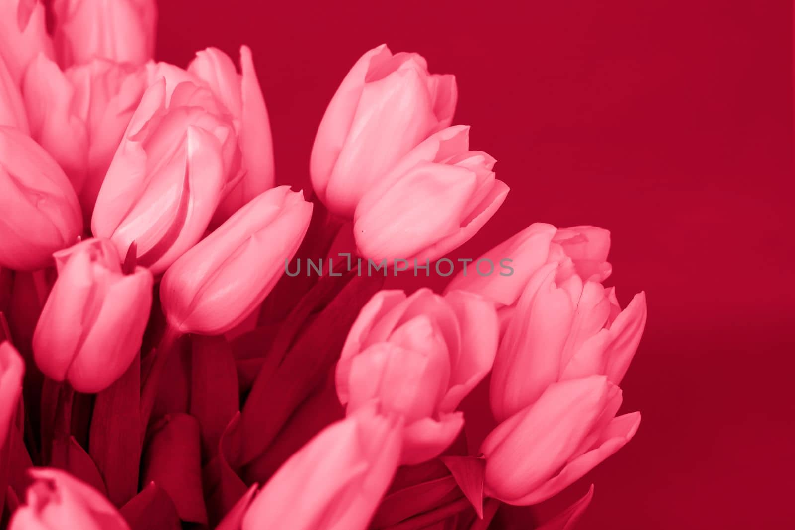 A bouquet of fresh yellow tulips on a red background. Spring flowers. The concept of spring or holiday, March 8, International Women's Day, birthday.Viva Magenta Background color 