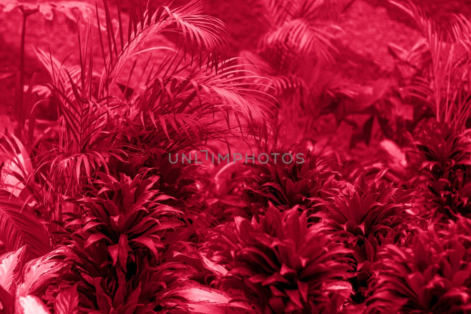 A flowerbed with green plants in the spring garden. A tropical plant. Plant foliage close-up.Viva Magenta Background color