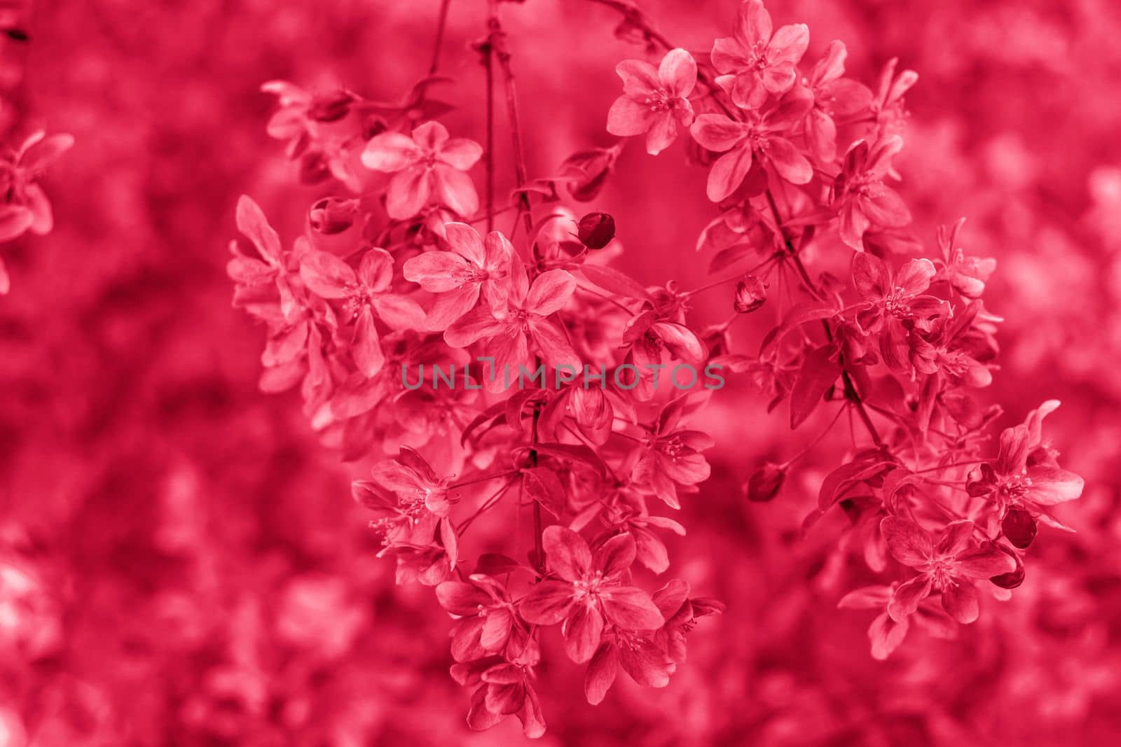 Apple tree in bloom, pink bright flowers. Spring flowering of the apple orchard. Floral background for presentations, posters, banners, and greeting cards. Viva Magenta Background color