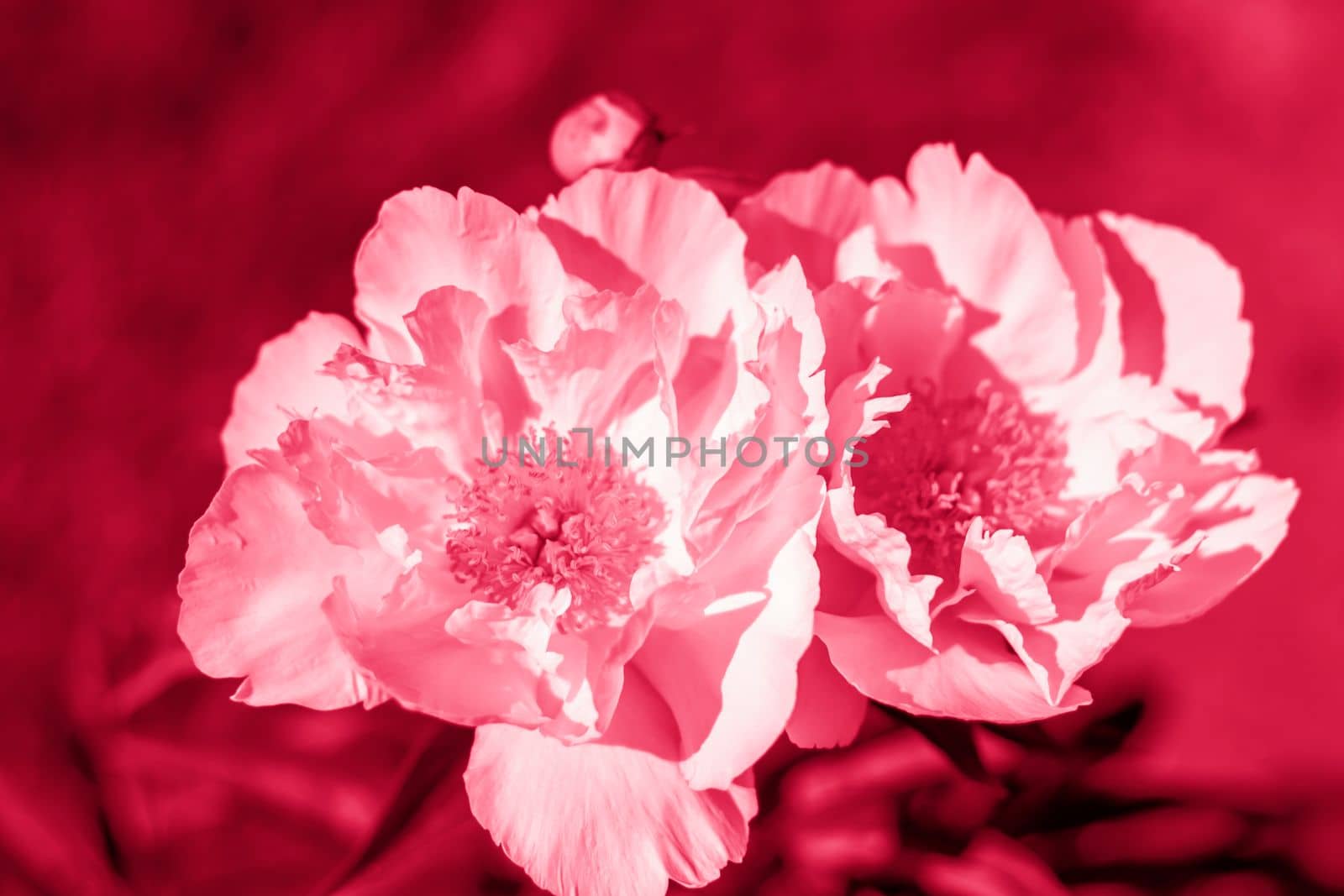 Peony flowers close-up. Close-up on blurred greenery with copying of space, using as a background the natural landscape, ecology,  by Alina_Lebed