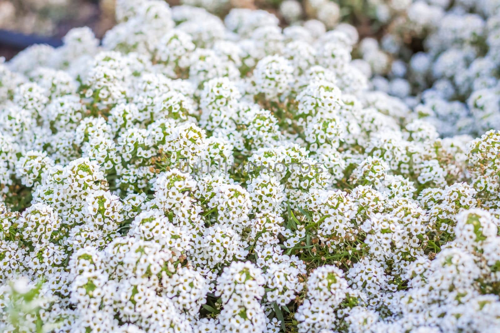 Beautiful grow in a flower bed in the park. Take a walk in the park on a summer day and look at the beautiful flowers. Selective focus, floral wallpaper. Summer, heat, park