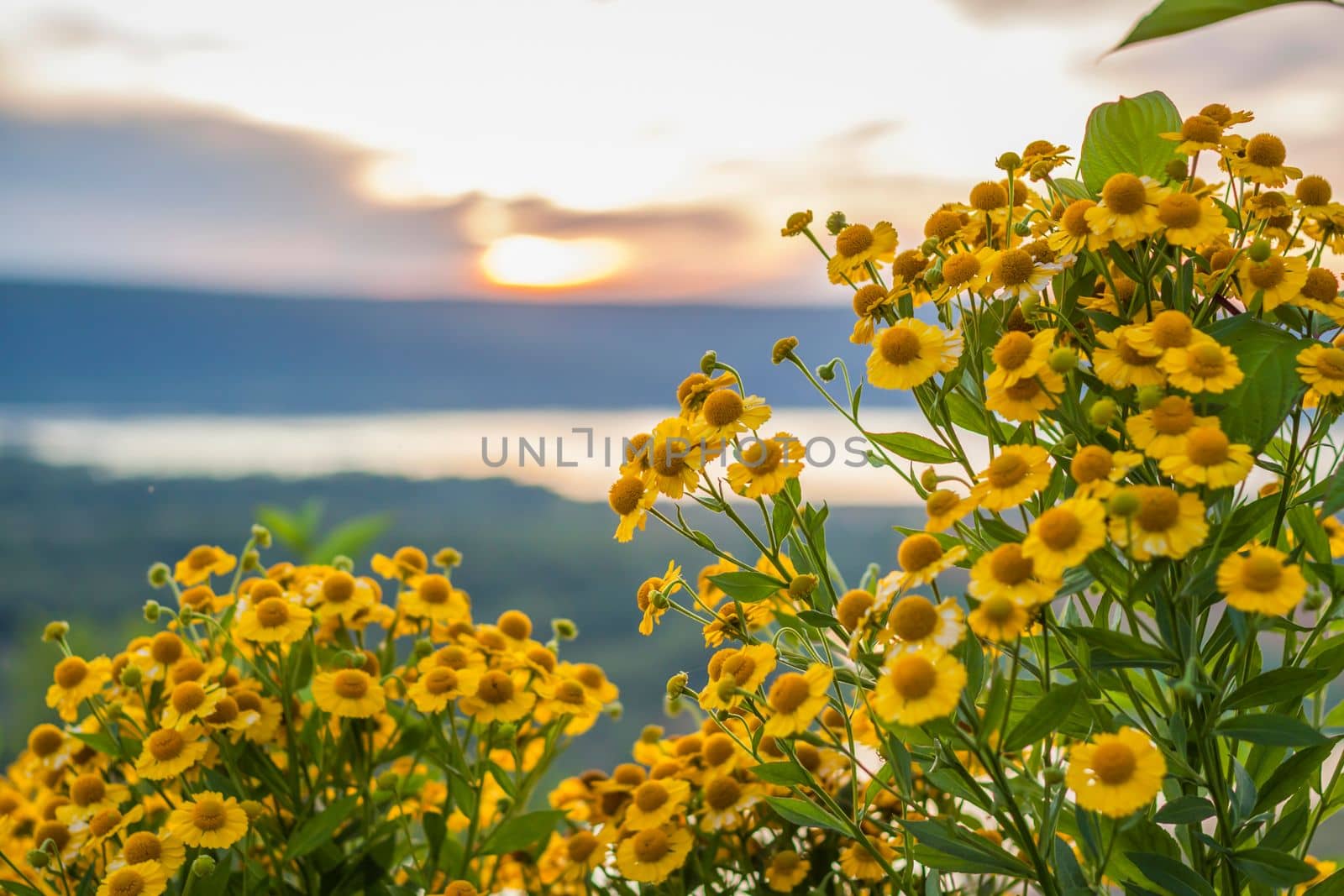 Wild bright flowers on the background of a beautiful sunset. Natural landscape. blue sky and yellow sunlight. landscape during sunset. by Alina_Lebed