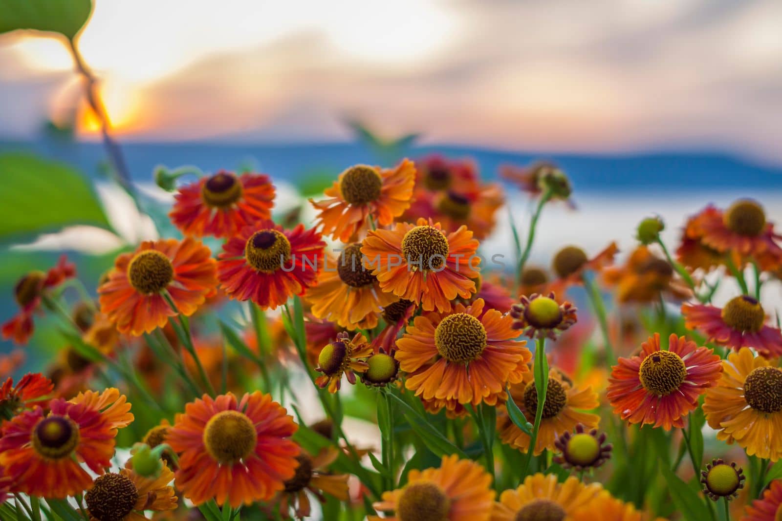 Wild bright flowers on the background of a beautiful sunset. Natural landscape. blue sky and yellow sunlight. landscape during sunset.