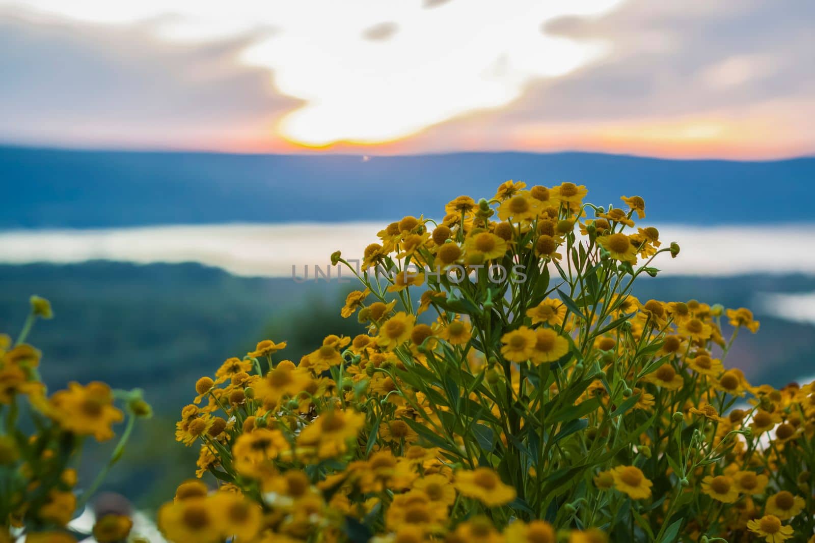 Wild bright flowers on the background of a beautiful sunset. Natural landscape. blue sky and yellow sunlight. landscape during sunset.