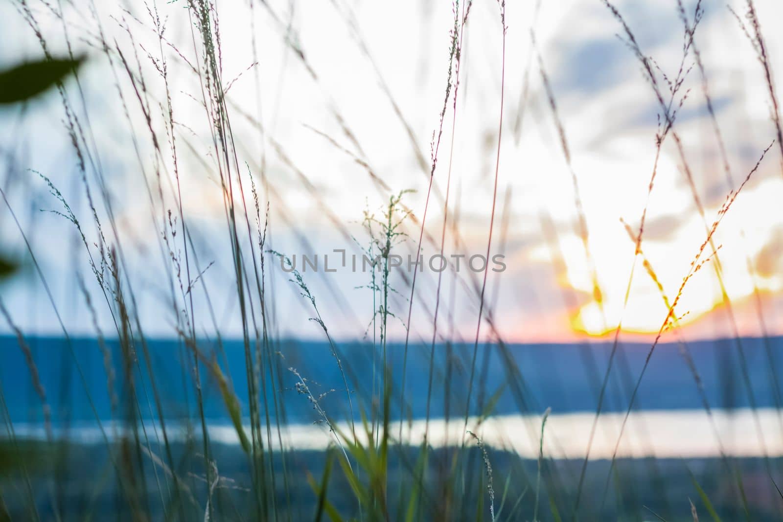 Summer abstract nature background with grass in the meadow and sunset sky behind. Natural landscape. Macro photography of blades of grass. landscape during sunset. by Alina_Lebed