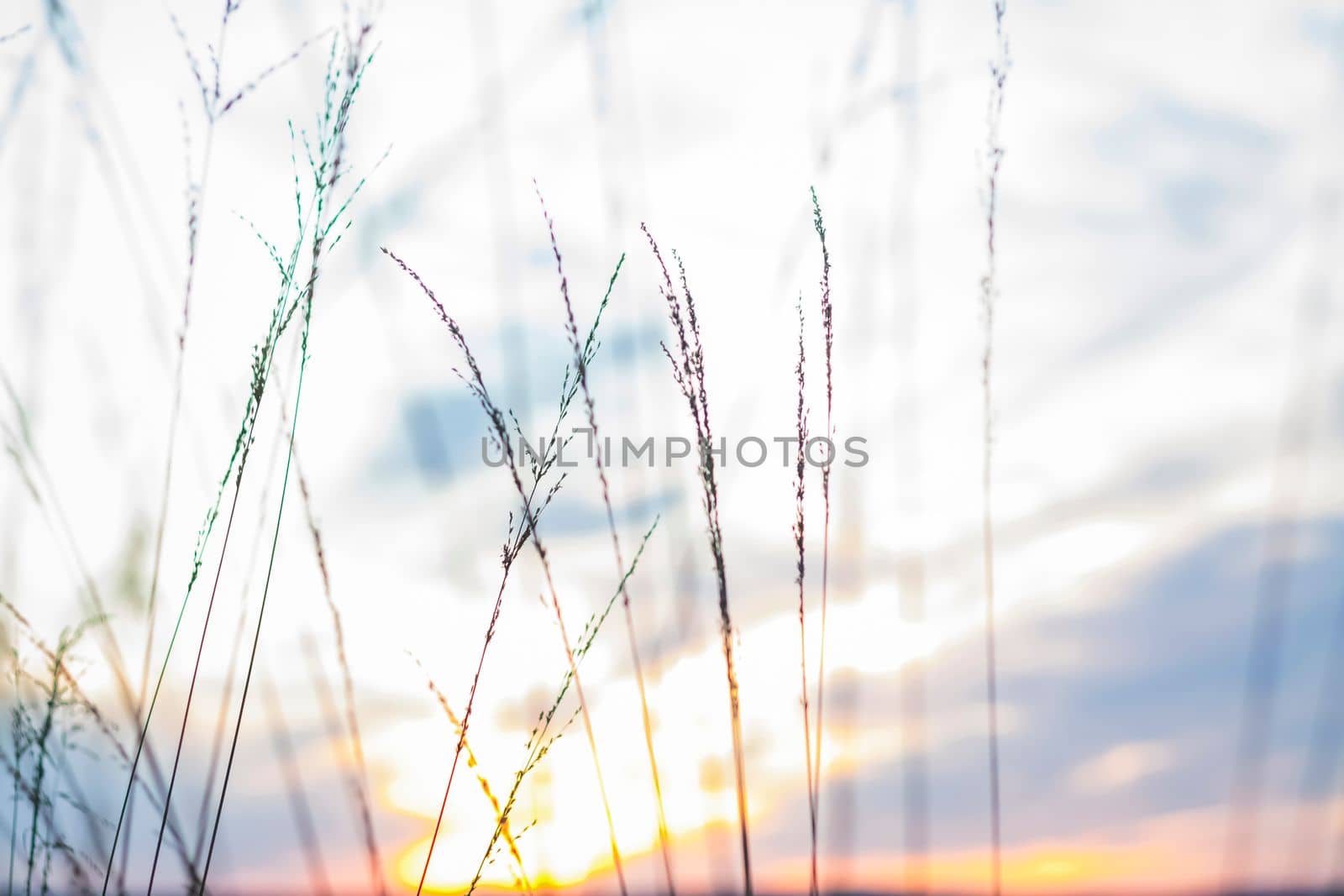 Summer abstract nature background with grass in the meadow and sunset sky behind. Natural landscape. Macro photography of blades of grass. landscape during sunset.