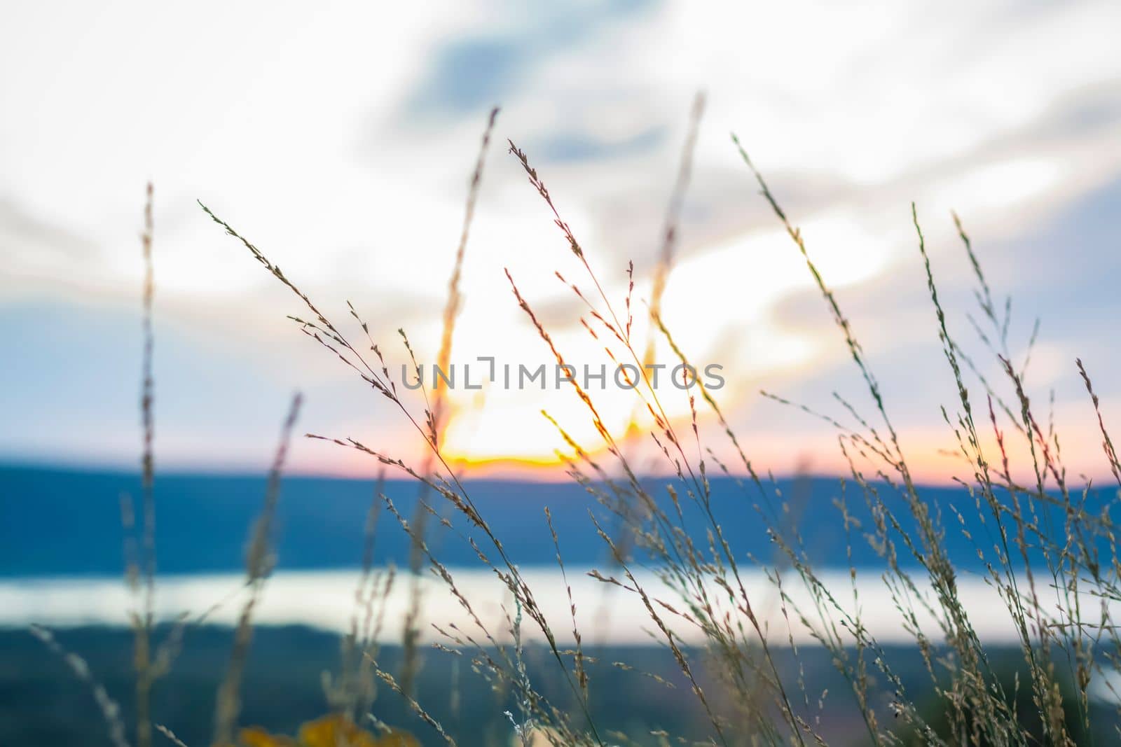 Summer abstract nature background with grass in the meadow and sunset sky behind. Natural landscape. Macro photography of blades of grass. landscape during sunset.