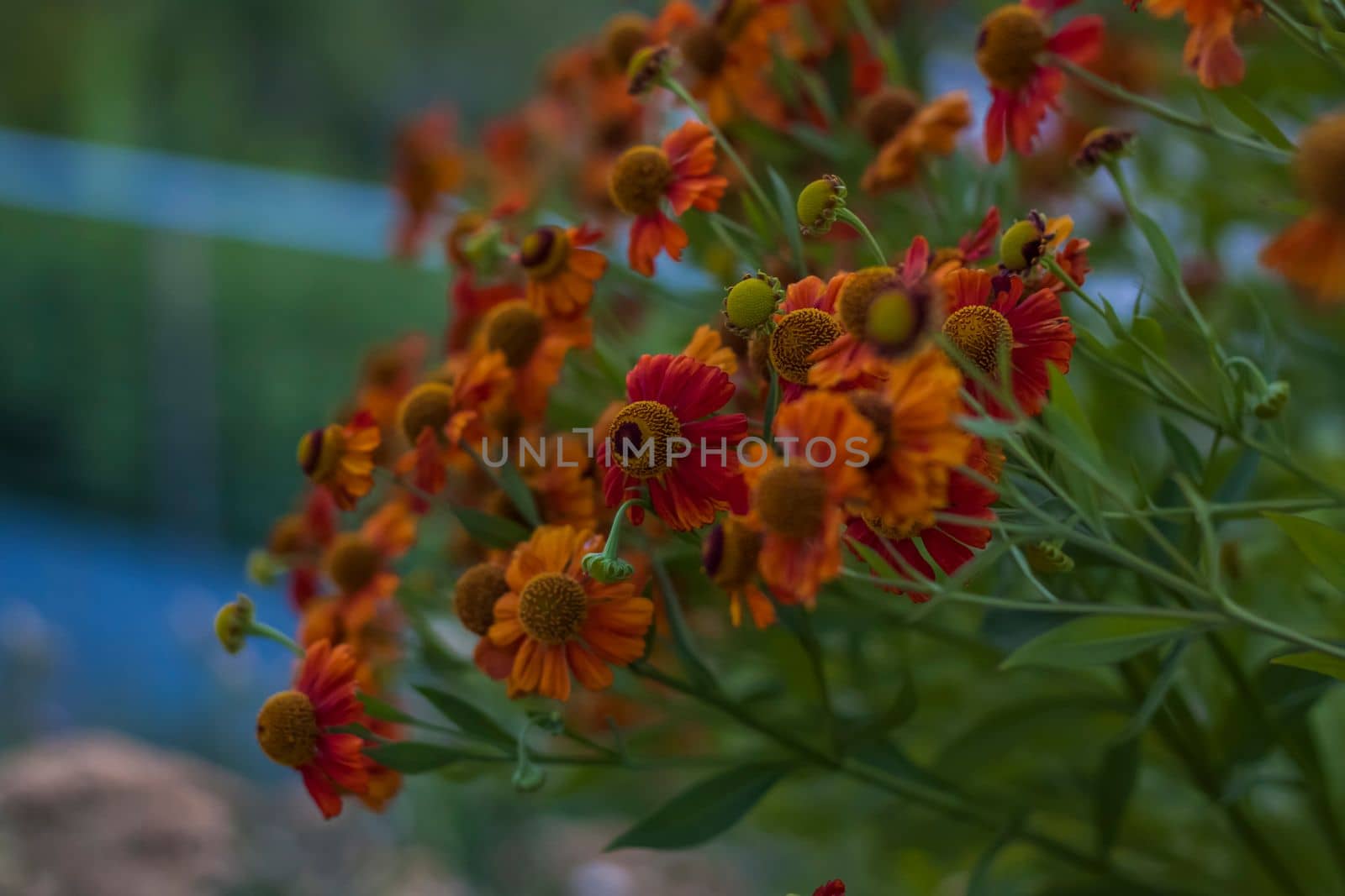 Wild bright flowers on the background of a beautiful sunset. Natural landscape. blue sky and yellow sunlight. landscape during sunset.