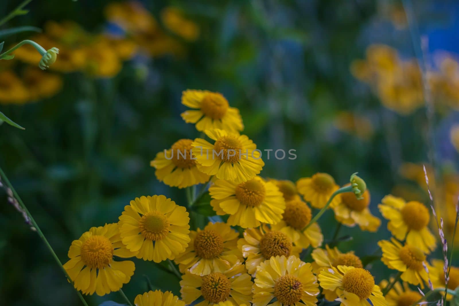 Wild bright flowers on the background of a beautiful sunset. Natural landscape. blue sky and yellow sunlight. landscape during sunset.