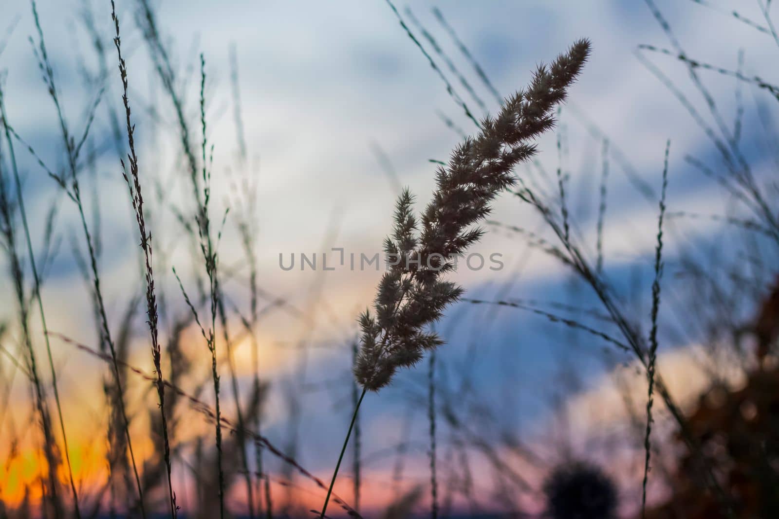 Summer abstract nature background with grass in the meadow and sunset sky behind. Natural landscape. Macro photography of blades of grass. landscape during sunset. by Alina_Lebed
