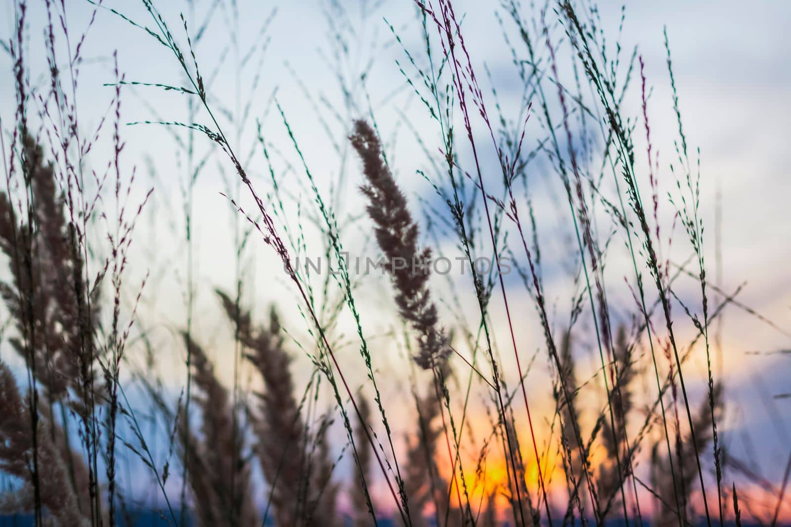 Summer abstract nature background with grass in the meadow and sunset sky behind. Natural landscape. Macro photography of blades of grass. landscape during sunset.