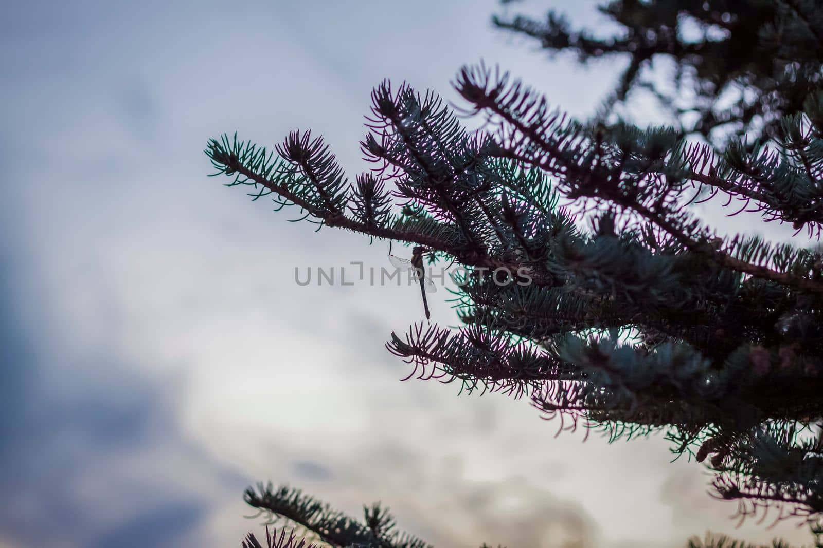 The branches of a fir tree against the background of a beautiful sunset. Natural landscape. blue sky and yellow sunlight. landscape during sunset.