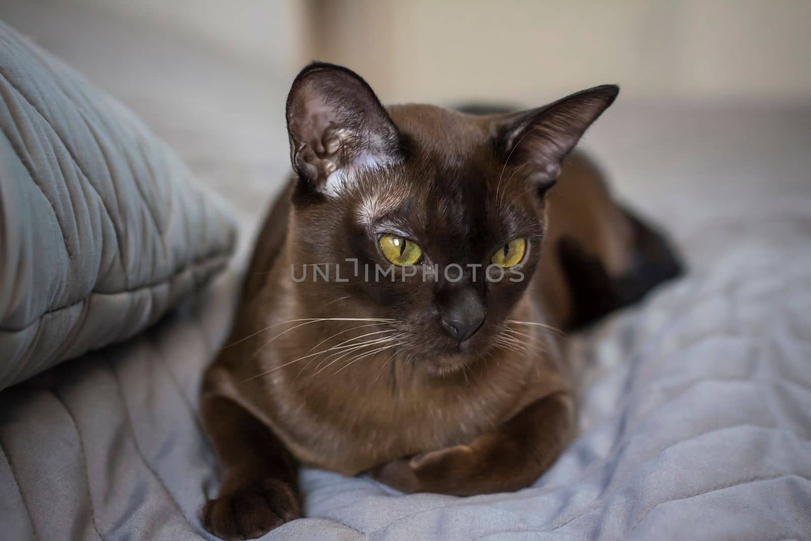 Close-up of a Burmese cat at home. Portrait of a young beautiful brown cat. by Alina_Lebed