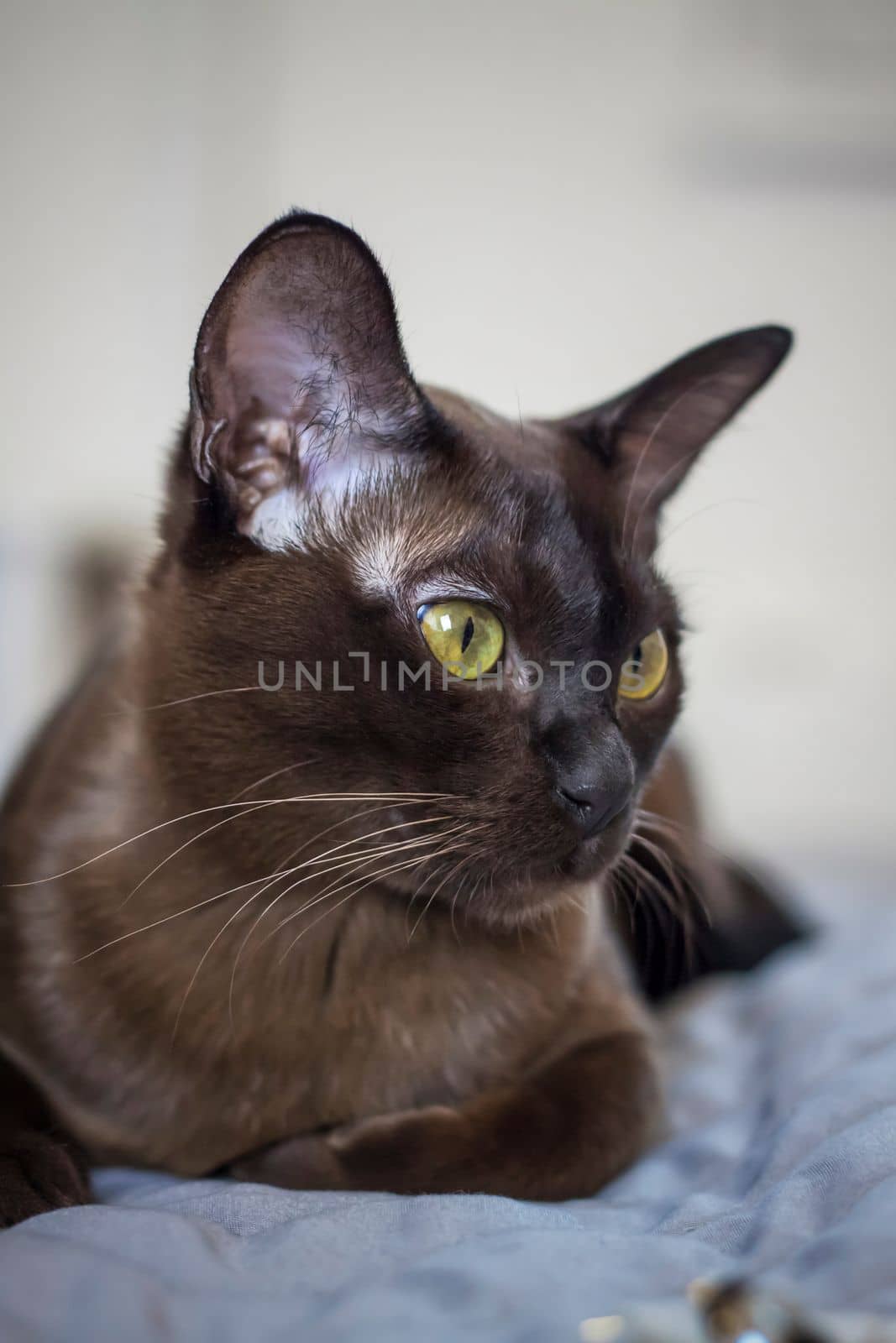 Close-up of a Burmese cat at home. Portrait of a young beautiful brown cat. Animals at home .
