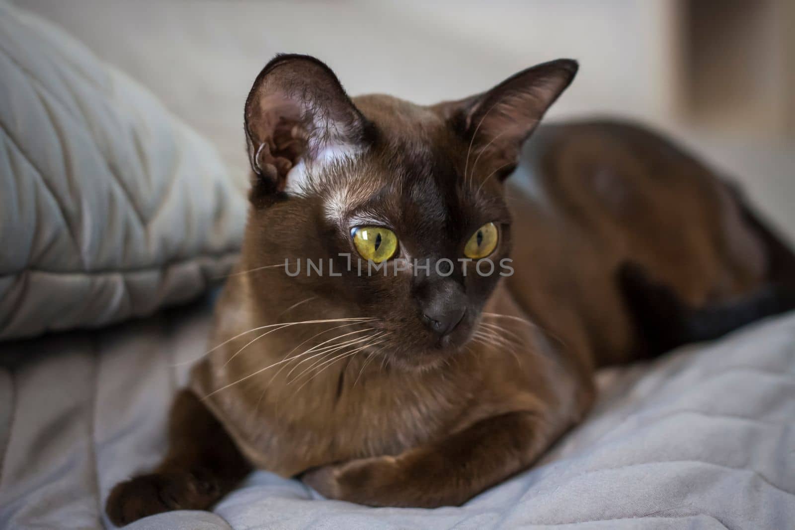 Close-up of a Burmese cat at home. Portrait of a young beautiful brown cat. by Alina_Lebed