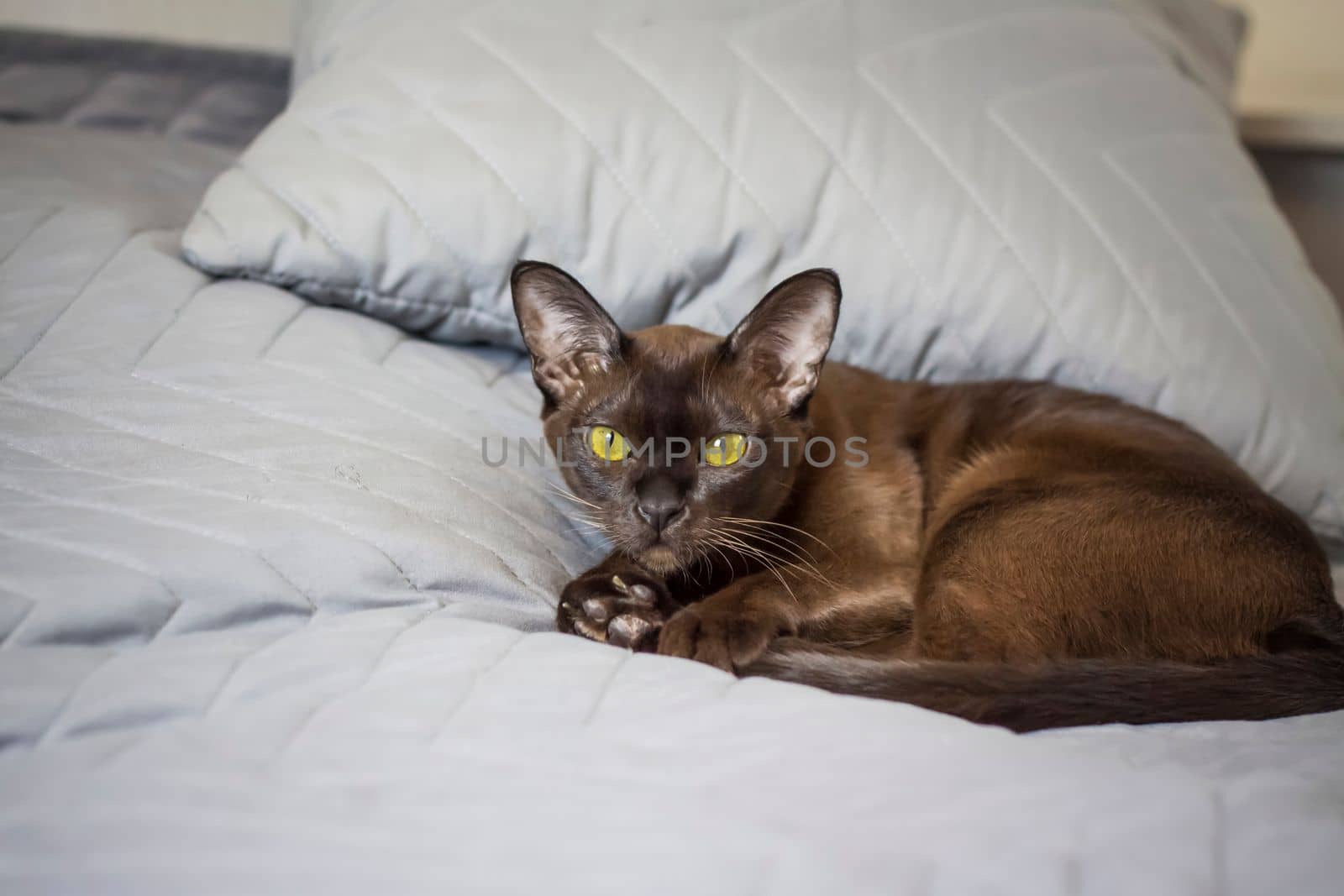 Close-up of a Burmese cat at home. Portrait of a young beautiful brown cat. Animals at home .