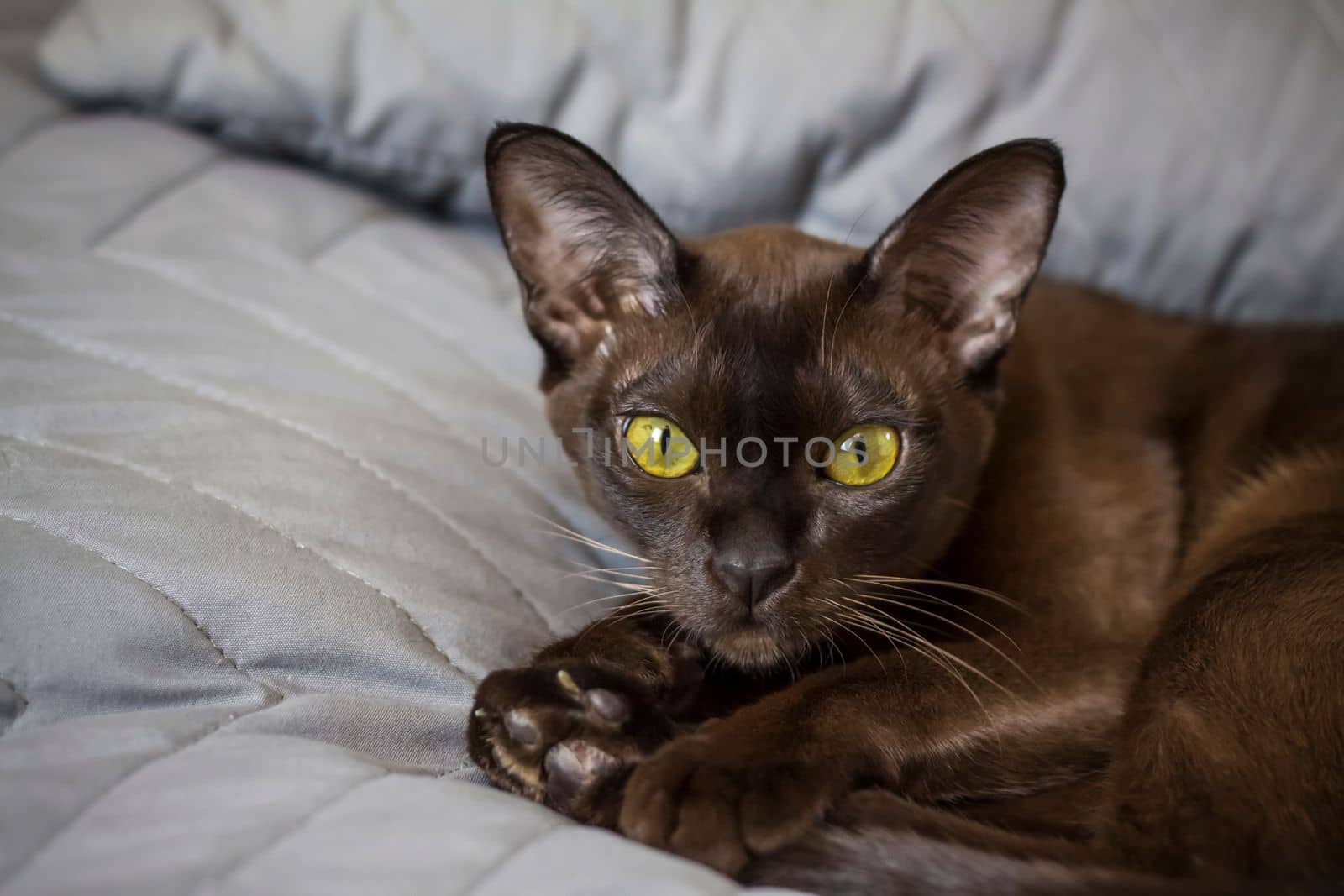 Close-up of a Burmese cat at home. Portrait of a young beautiful brown cat. Animals at home .