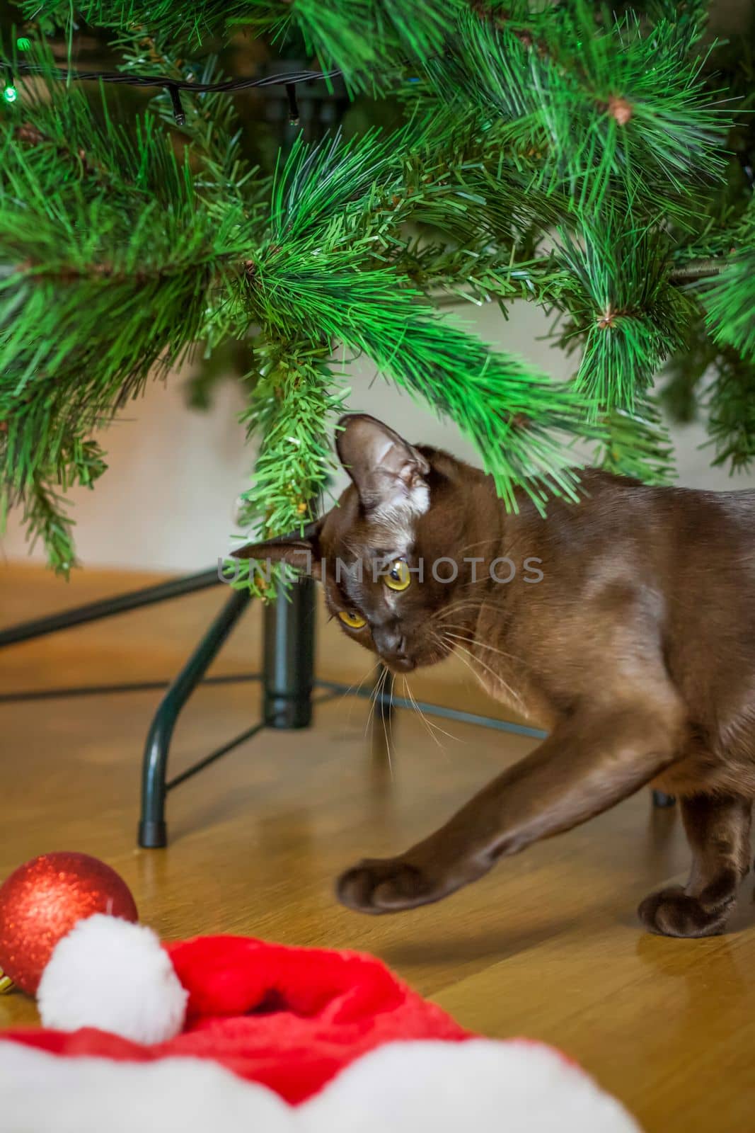 Close-up of a Burmese cat at home under a Christmas tree. Portrait of a young beautiful brown cat. by Alina_Lebed