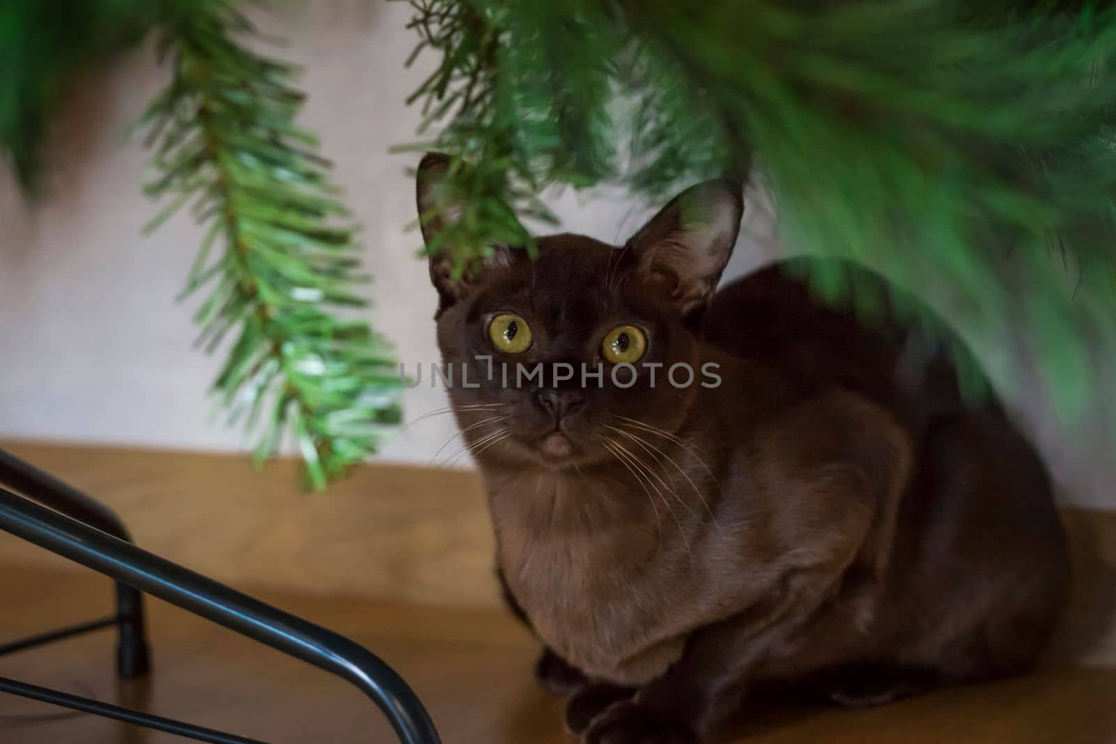 Close-up of a Burmese cat at home under a Christmas tree. Portrait of a young beautiful brown cat. Pets and a Christmas tree.