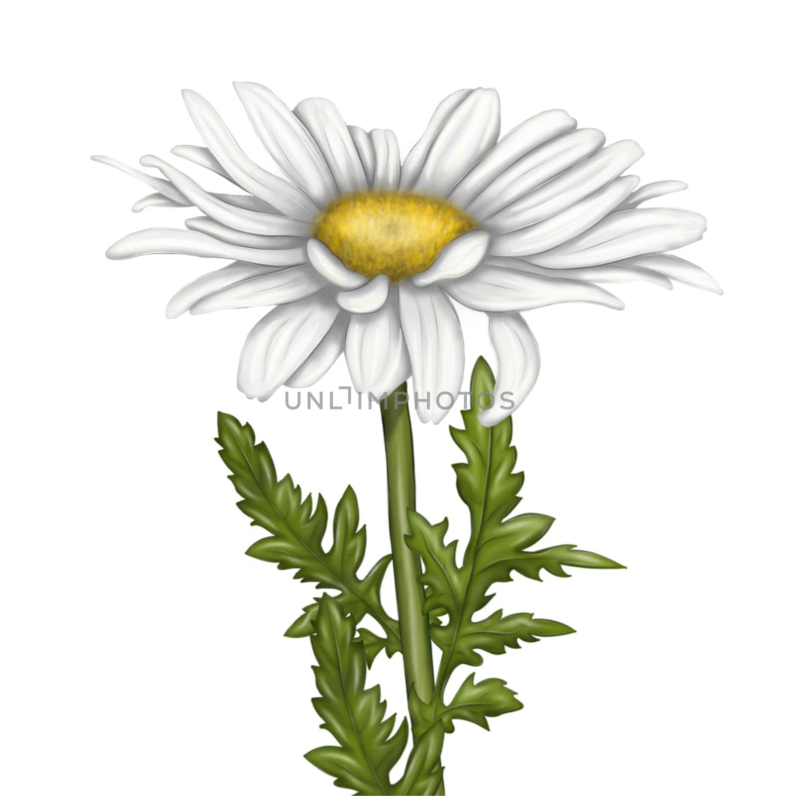 Illustration of chamomile flowers on an isolated background. Bright beautiful summer flowers. print, illustration