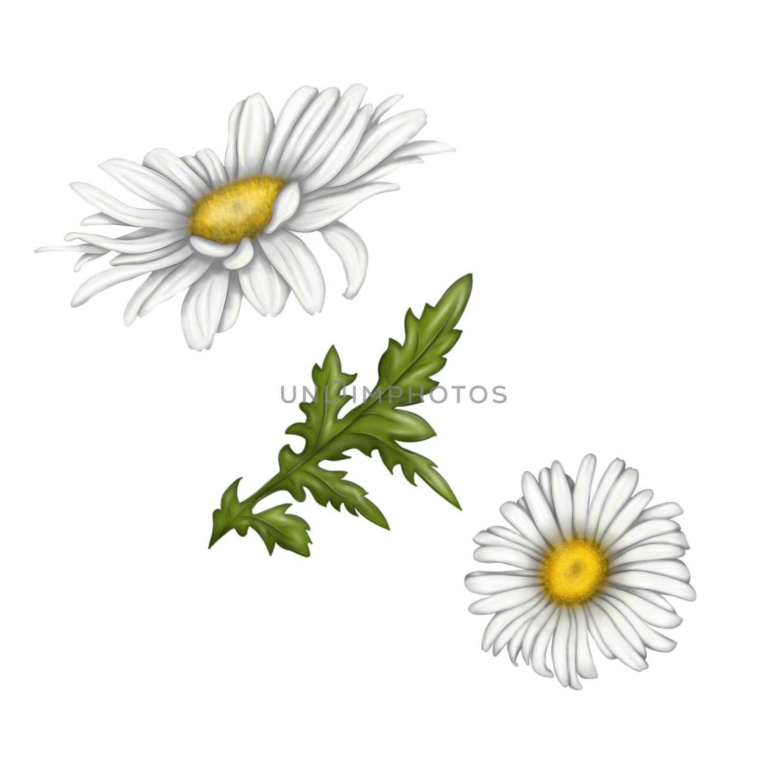 Illustration of chamomile flowers on an isolated background. Bright beautiful summer flowers. print, illustration by Alina_Lebed
