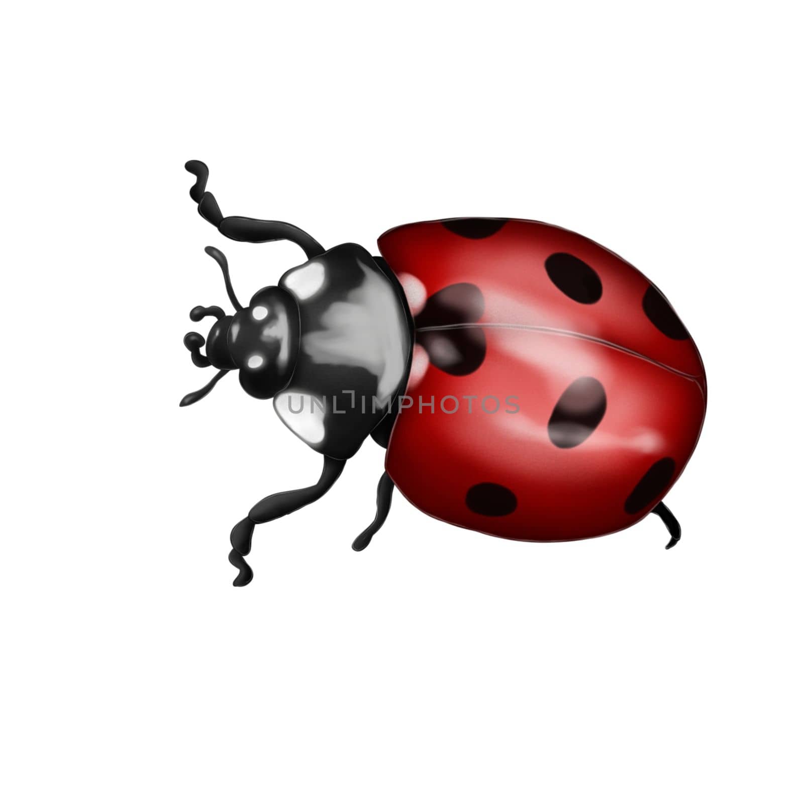 Illustration of a ladybug insect on an isolated background. Bright and beautiful . print, illustration