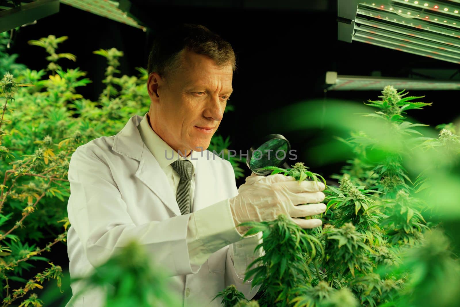 Scientist inspects gratifying buds on cannabis plant using magnifying glass. by biancoblue