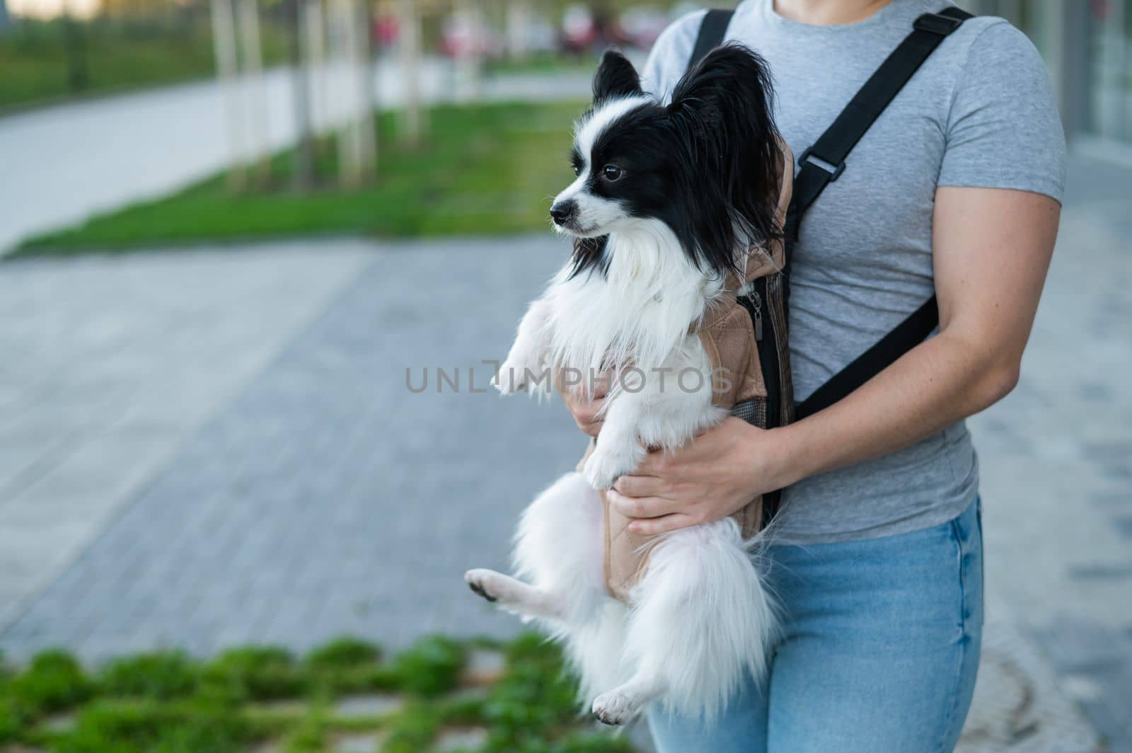 A woman walks with a dog in a backpack. A close-up portrait of a Continental Pappilion Spaniel in a sling