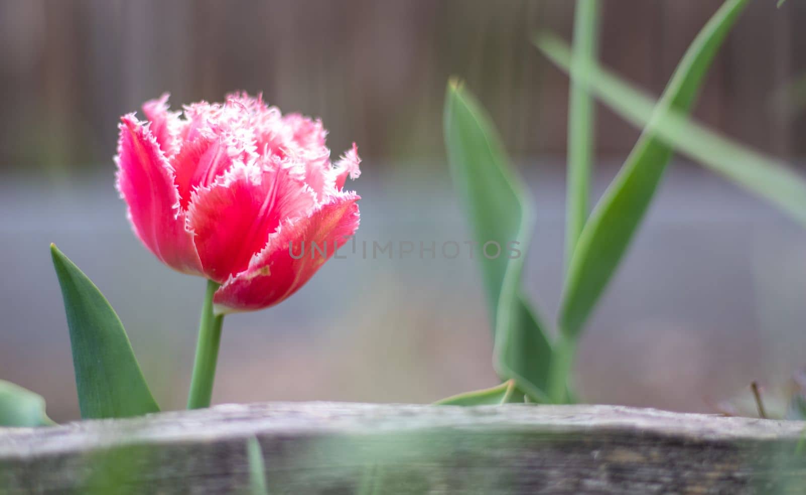 Fresh one tulip Brest terry fringe. Blooming tulip Brest, type Fringed. Selective focus of one pink or lilac tulip in a garden with green leaves. Spring and Easter natural background with tulip