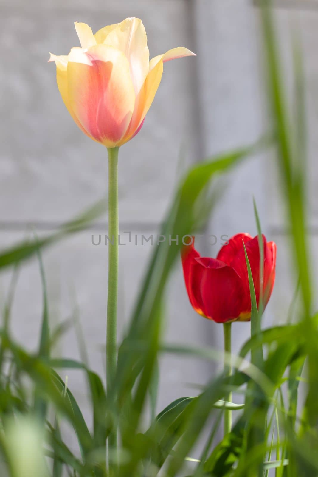 Selective focus. Tulips in the garden with green leaves in yellow and red. Blurred background. A flower that grows among the grass on a warm sunny day. Spring and Easter natural background with tulip