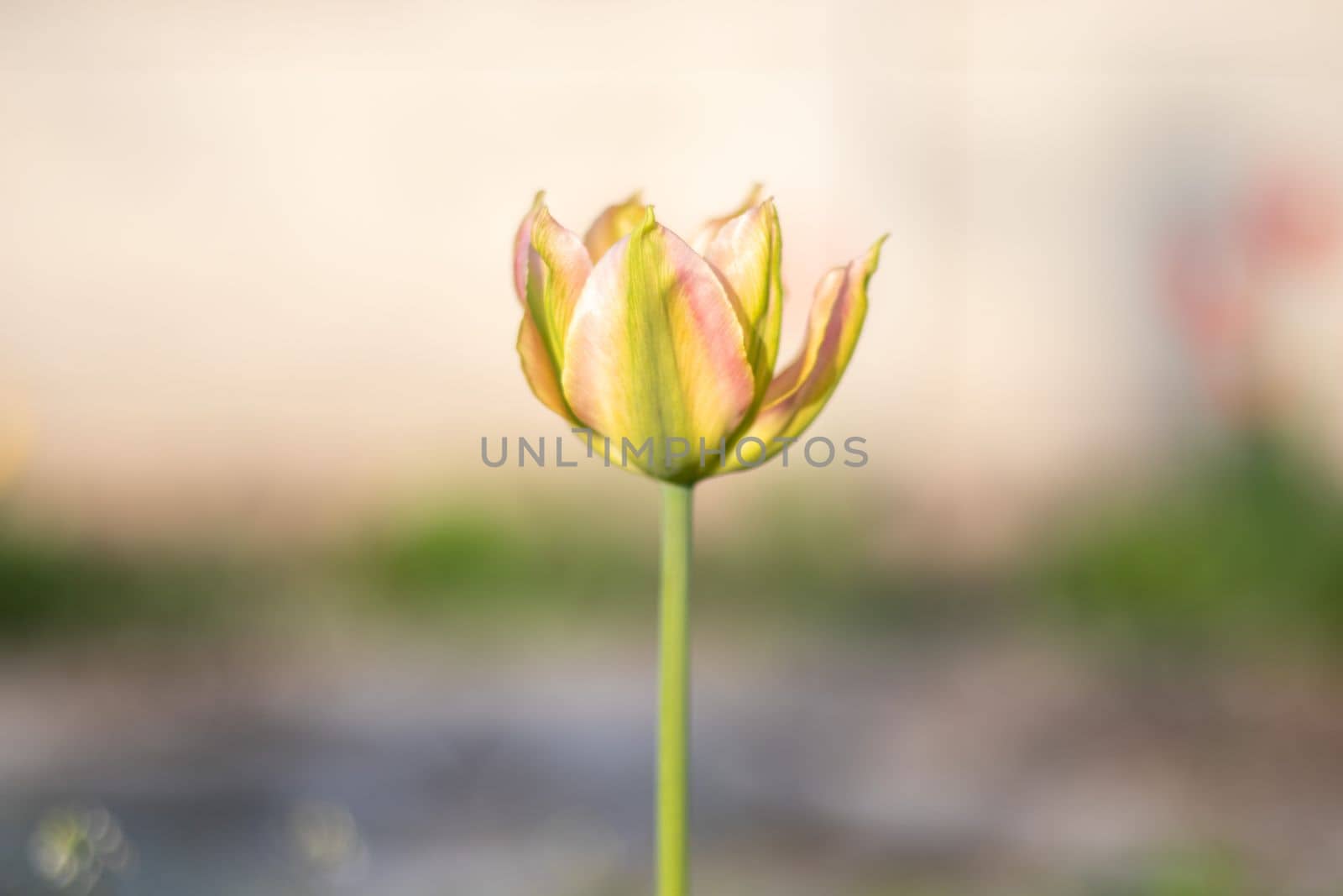 Selective focus of one yellow tulip in the garden with green leaves. Blurred background. A flower that grows among the grass on a warm sunny day. Spring and Easter natural background with tulip