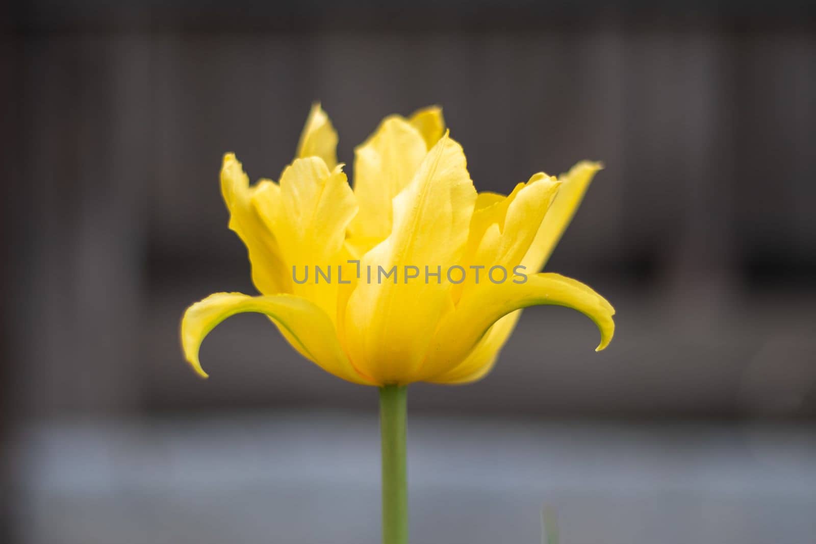 Selective focus of one yellow tulip in the garden with green leaves. Blurred background. A flower that grows among the grass on a warm sunny day. Spring and Easter natural background with tulip