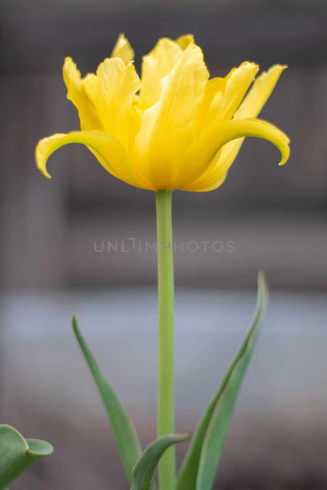Selective focus of one yellow tulip in the garden with green leaves. Blurred background. A flower that grows among the grass on a warm sunny day. Spring and Easter natural background with tulip